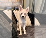 Small Photo #10 Pomsky Puppy For Sale in LOVELAND, CO, USA