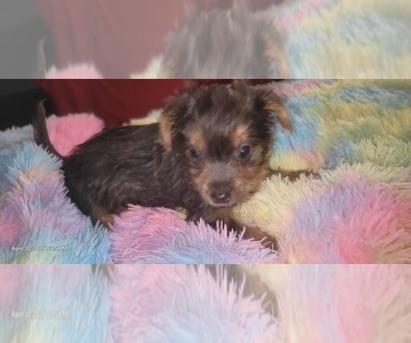 Medium Photo #265 Yorkshire Terrier Puppy For Sale in AKRON, OH, USA