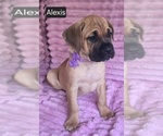 Small #11 Cane Corso
