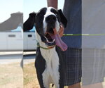 Zeno - Male Great Dane Dog for Adoption - Small photo