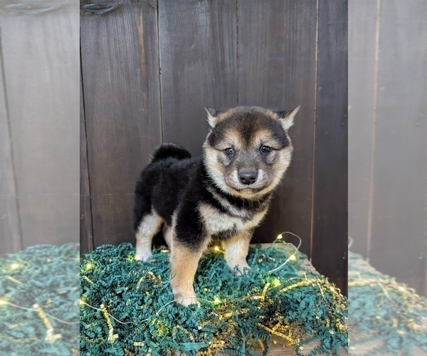 Medium Photo #1 Shiba Inu Puppy For Sale in SHIPSHEWANA, IN, USA