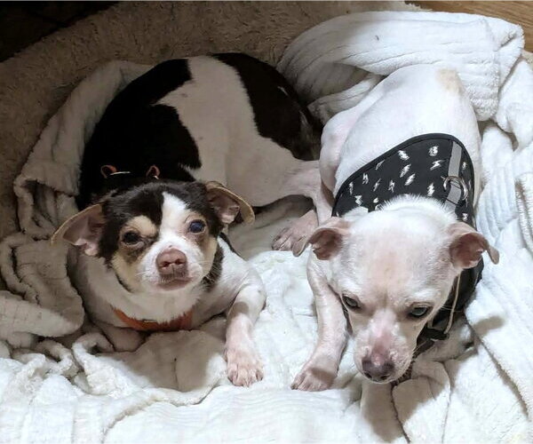 Medium Photo #4 Chihuahua Puppy For Sale in Westmont, IL, USA