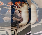 Small Photo #5 Chinese Shar-Pei Puppy For Sale in DIXON, CA, USA