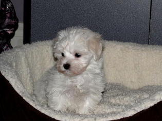 Maltese Puppy for sale in ROSEDALE, MD, USA