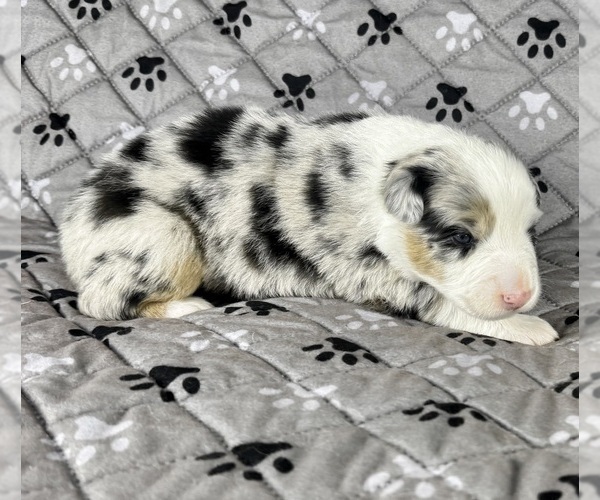 Medium Photo #94 Australian Shepherd Puppy For Sale in SALISBURY, NC, USA