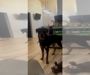 Father of the Rottweiler puppies born on 05/26/2025