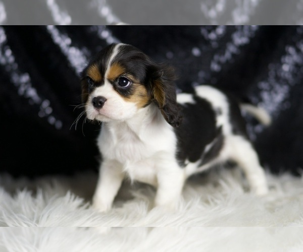 Medium Photo #19 Cavalier King Charles Spaniel Puppy For Sale in WARSAW, IN, USA