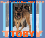Small #31 German Shepherd Dog