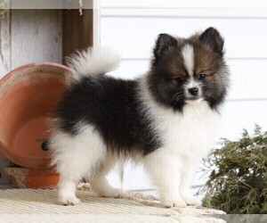 Pomeranian Puppy for sale in FREDERICKSBG, OH, USA