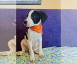 Small #1 Labrador Retriever Mix