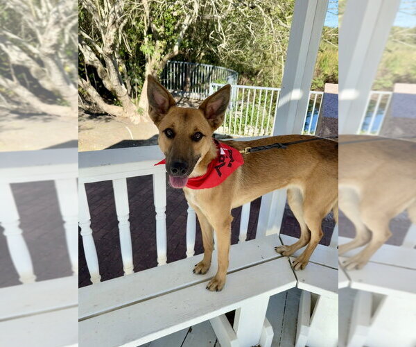 Medium Photo #16 German Shepherd Dog-Unknown Mix Puppy For Sale in San Leon, TX, USA