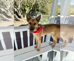 Small #15 German Shepherd Dog Mix