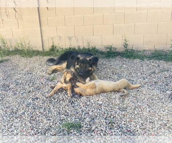 Medium Photo #3 Mutt Puppy For Sale in Dana Point, CA, USA