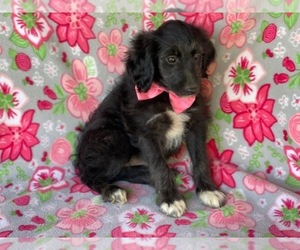 Aussiedoodle Dog for Adoption in LANCASTER, Pennsylvania USA