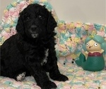 Small Photo #5 Goldendoodle Puppy For Sale in ASHBURN, VA, USA
