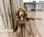 Small #3 Poodle (Standard)