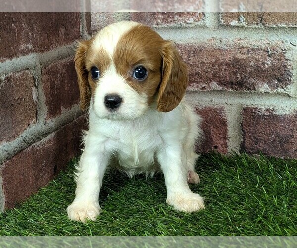 Medium Photo #10 Cavalier King Charles Spaniel Puppy For Sale in MOBERLY, MO, USA