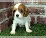 Small #9 Cavalier King Charles Spaniel