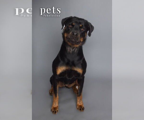 Medium Photo #1 Rottweiler Puppy For Sale in Foristell, MO, USA