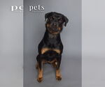 Small Rottweiler