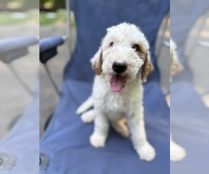 Medium Goldendoodle