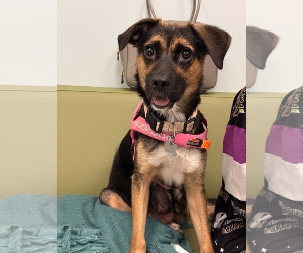Medium Photo #5 Mutt Puppy For Sale in Holly Springs, NC, USA