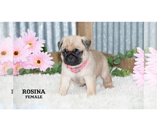 Medium Photo #26 Pug Puppy For Sale in CLARE, MI, USA