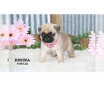 Small #25 Pug