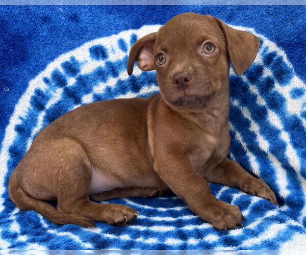 Medium Photo #11 Chihuahua-Unknown Mix Puppy For Sale in Corona, CA, USA