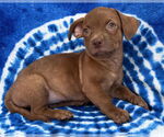 Small #10 Chihuahua Mix