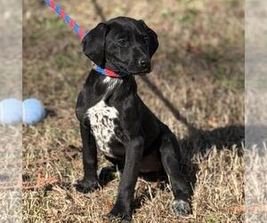 MOODONNA  LOWER FEE! - Female Labrador Retriever-Unknown Mix Dog for Adoption - Photo #2