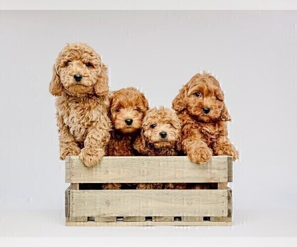 Medium Photo #25 Goldendoodle (Miniature) Puppy For Sale in HALTOM CITY, TX, USA