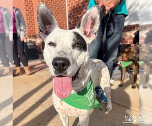 Pointer-Unknown Mix Dogs for adoption in Washington, DC, USA