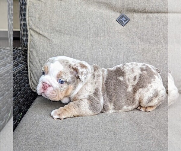 Medium Photo #6 Bulldog Puppy For Sale in RIVERSIDE, CA, USA