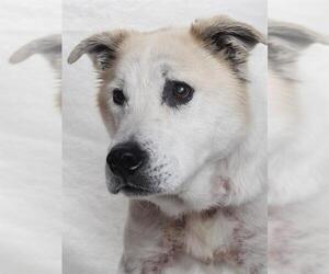 Huskies -Unknown Mix Dogs for adoption in Burbank, CA, USA