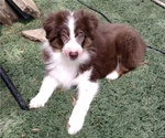 Puppy 1 Australian Shepherd