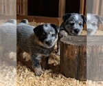 Small Photo #19 Australian Cattle Dog Puppy For Sale in CURRAN, MI, USA