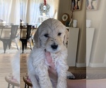 Small Photo #1 Goldendoodle Puppy For Sale in COQUILLE, OR, USA
