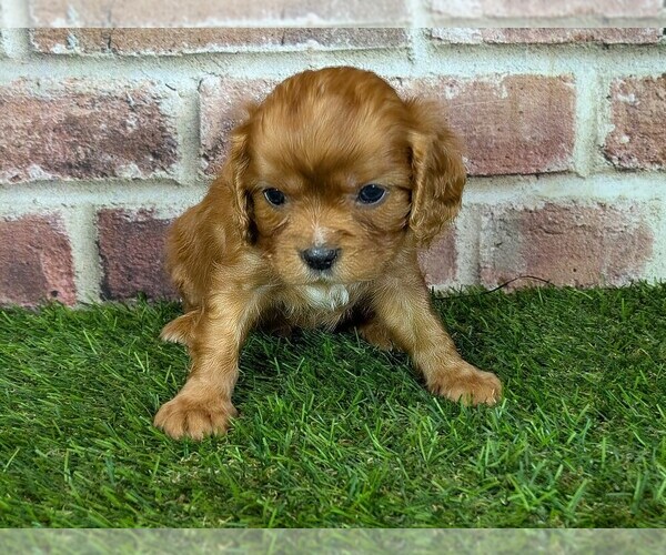 Medium Photo #2 Cavalier King Charles Spaniel Puppy For Sale in MOBERLY, MO, USA