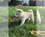 Small Photo #14 Shiba Inu Puppy For Sale in SNOHOMISH, WA, USA