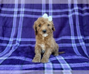 Cavapoo (Miniature) Puppy for sale in LAKELAND, FL, USA