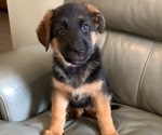 Puppy 7 German Shepherd Dog