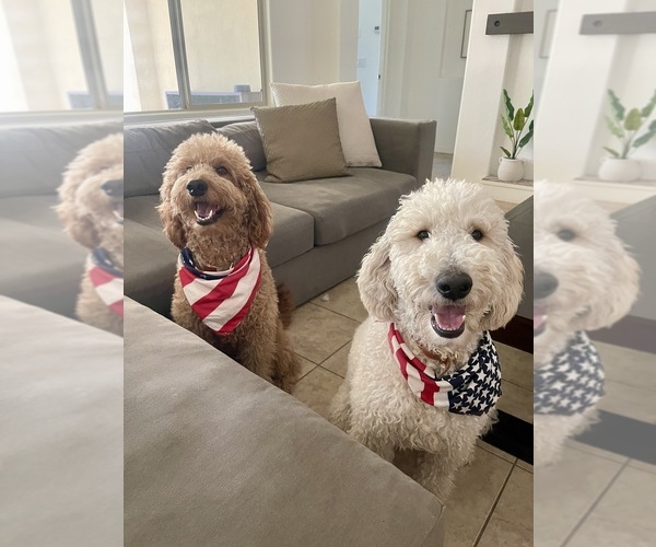 Medium Photo #1 Goldendoodle Puppy For Sale in BUCKEYE, AZ, USA
