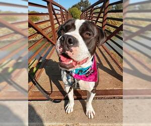 American Bulldog Dogs for adoption in San Martin, CA, USA