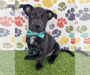 Mutt Dogs for adoption in Corona, CA, USA