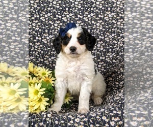Bernedoodle (Miniature) Puppy for sale in GLEN ROCK, PA, USA