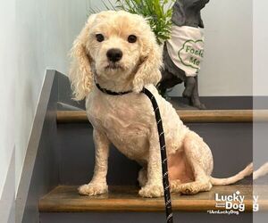 Maltese-Unknown Mix Dogs for adoption in Washington, DC, USA