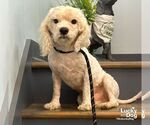 Small Maltese Mix