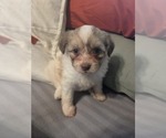 Small #12 Maltipom-Pomeranian Mix