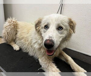 Great Pyrenees Dogs for adoption in HESPERIA, CA, USA
